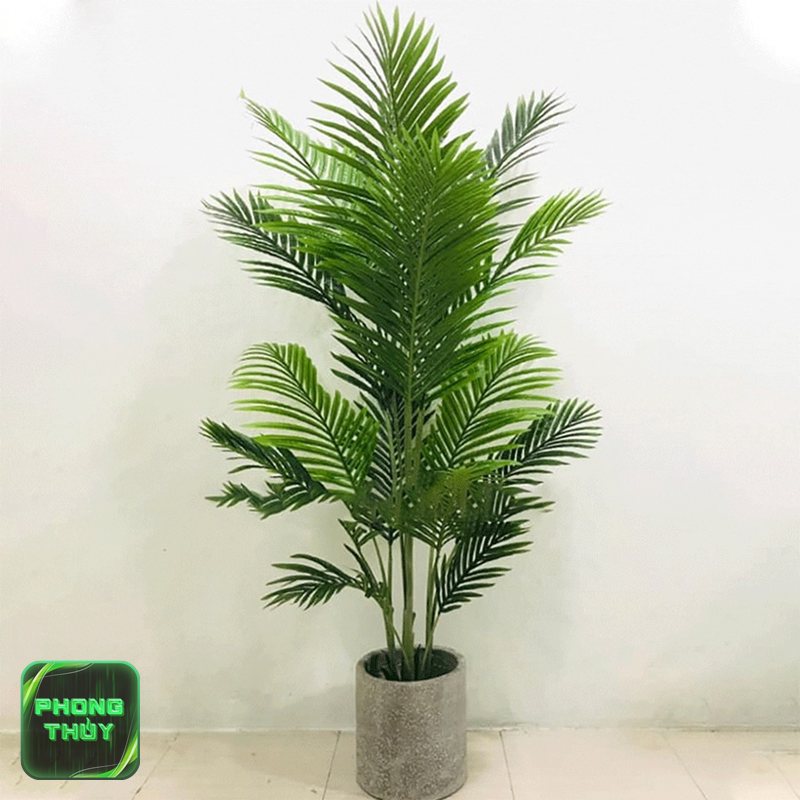 Cây phong thủy mệnh Mộc - Ngũ gia bì và cau tiểu trâm