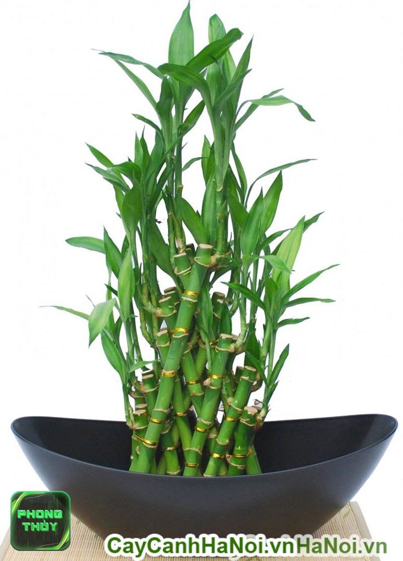 Phong thủy phòng ngủ mệnh Thổ - Không nên lạm dụng xanh lá