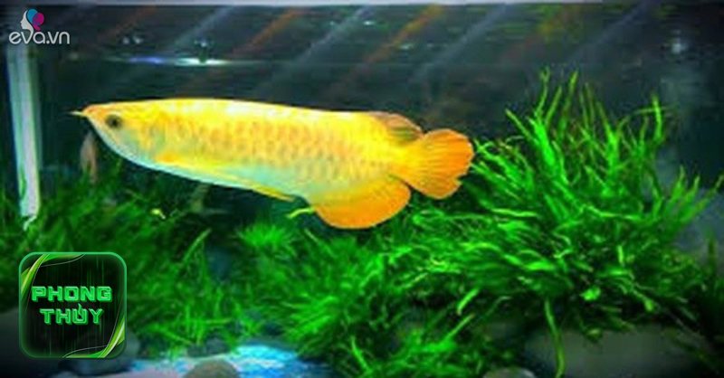 Phong thủy phòng thờ mệnh Hỏa - Màu sắc nên ưu tiên Phong thủy phòng thờ mệnh Hỏa - Màu sắc nên ưu tiên