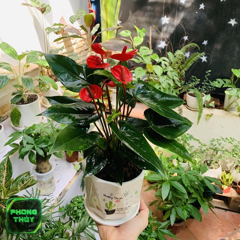 Tuổi Dần hợp mệnh Hỏa - Đặc trưng thường được liên hệ với tuổi Dần mệnh Hỏa Tuổi Dần hợp mệnh Hỏa - Đặc trưng thường được liên hệ với tuổi Dần mệnh Hỏa