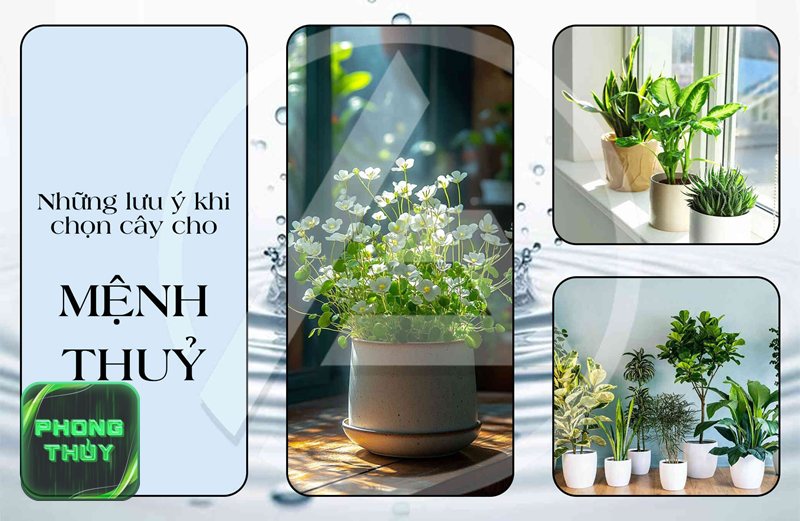 Tuổi Dần hợp mệnh Kim - Tuổi Dần không phải một mệnh duy nhất Tuổi Dần hợp mệnh Kim - Tuổi Dần không phải một mệnh duy nhất