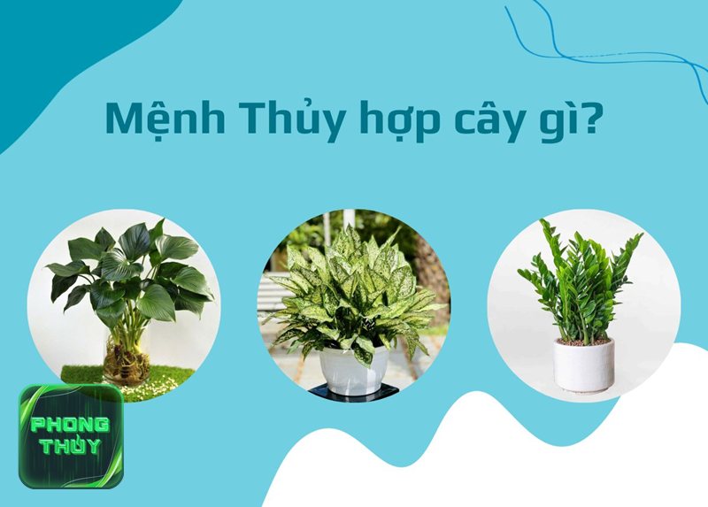 Tuổi Mão hợp mệnh Thủy - Chọn màu theo Nạp âm thực tế Tuổi Mão hợp mệnh Thủy - Chọn màu theo Nạp âm thực tế